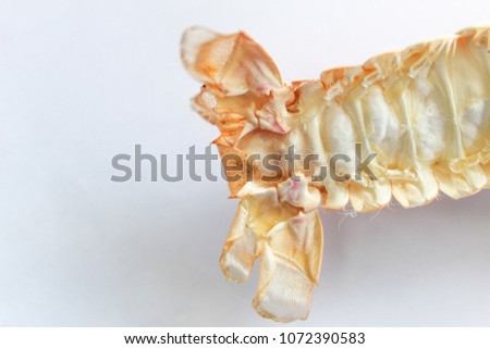  Astacoidea on white background
