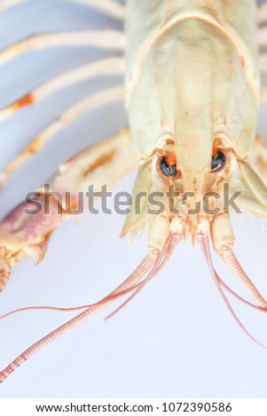  Astacoidea on white background