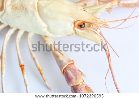  Astacoidea on white background