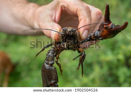 Astacus astacus, the European crayfish, noble crayfish, or broad-fingered crayfish, is the most common species of crayfish in Europe. Foto d'archivio © 