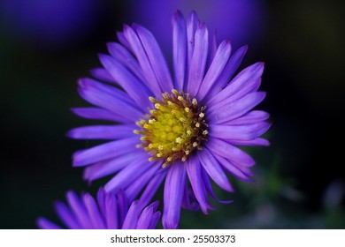 aster