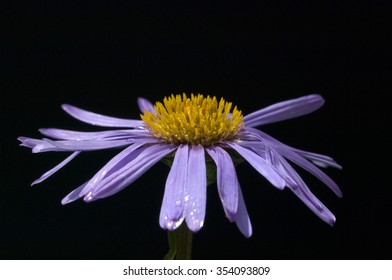 Aster; alpinus