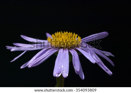 Aster; alpinus