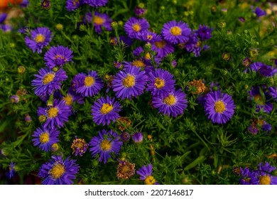 

Aster Alpinus. Beautiful Flower Abstract Background Of Nature. Astra Perennial. Astra Alpine. Autumn Landscape. Floriculture, Home Flower