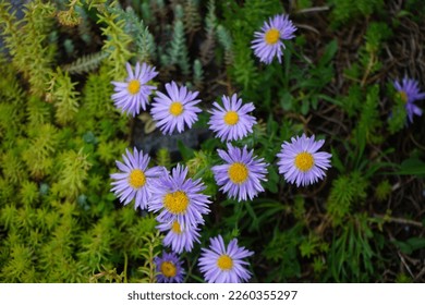 Aster alpinus with purple flowers in May in the garden. Aster alpinus, the alpine aster or blue alpine daisy, is a species of flowering plant in the family Asteraceae. Berlin, Germany