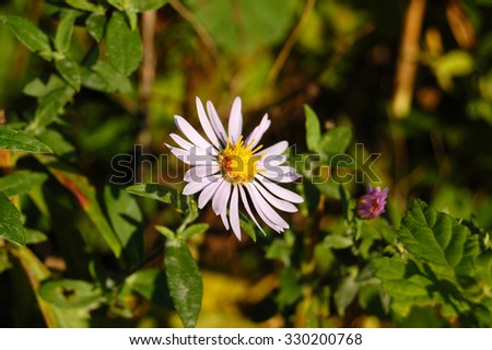 Aster amellus