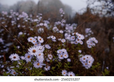 Aster amellus, the European Michaelmas daisy in dew drops. Foggy cold autumn morning. - Powered by Shutterstock