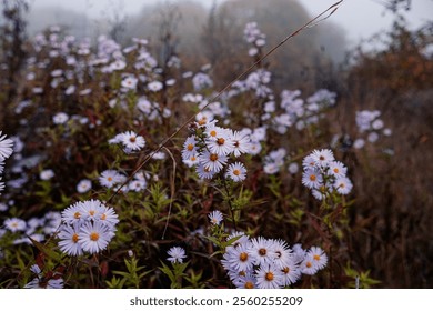 Aster amellus, the European Michaelmas daisy in dew drops. Foggy cold autumn morning. - Powered by Shutterstock