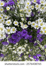 Aster Amellus has a stem is erect and branched, the leaves are dark green. The flowers are lilac. The flowering period extands from July troughh October. The seeds are an achene that ripens in October