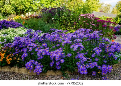 Aster Amellus - ' Vanity' The Picton Garden