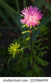 Aster Blue In The Garden. Small Depth Of Field.