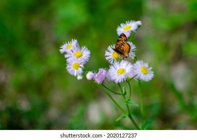 Aster And Butterflies At Duck Mountain Provincial Park, Manitoba, Canada