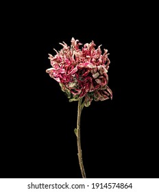 Aster. Dried Dead Flower Isolated On Black Background. Sample Of A Flower In Oriental Style With Pastel Colors.