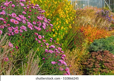 The Aster (Aster Dumosus) In An Autumn Garden. Autumn Perennial Aster With Beautiful Flowers