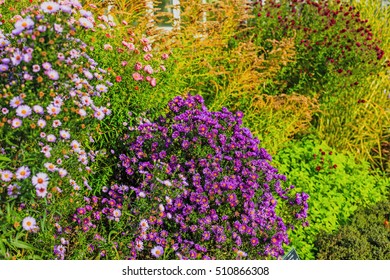 The Aster (Aster Dumosus) In An Autumn Garden. Autumn Perennial Aster With Beautiful Flowers