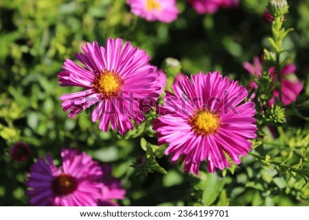 Aster dumosus 'Jenny', symphyotrichum, bushy aster with dark pink blossoms