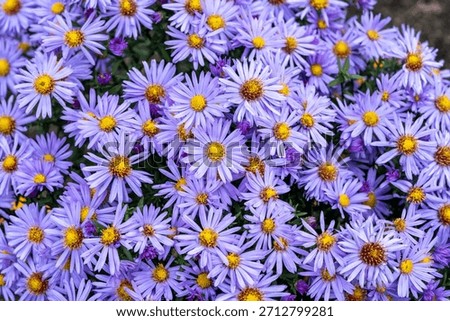 Aster dumosus Prof. Anton Kippenberg, late summer and autumn flowering garden perennial