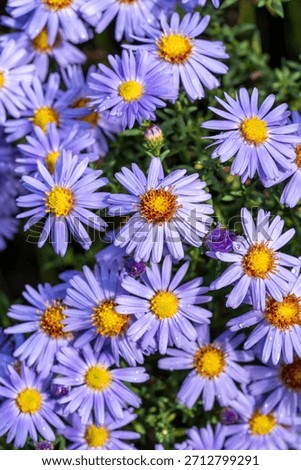 Aster dumosus Prof. Anton Kippenberg, late summer and autumn flowering garden perennial