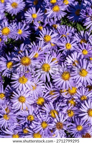 Aster dumosus Prof. Anton Kippenberg, late summer and autumn flowering garden perennial