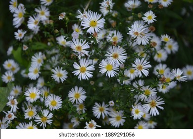 Aster ericoides, Symphyotrichum ericoides, white heath aster, white aster, heath aster, snow flurry flower in bloom