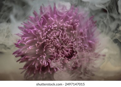 Aster flower in clouds of smoke for background