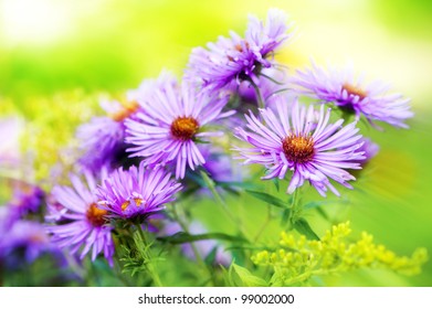 Aster Flowers Aster Novae-angliae