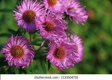 Aster Frikartii Monch.