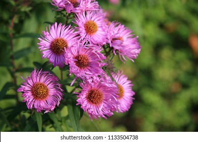 Aster Frikartii Monch.