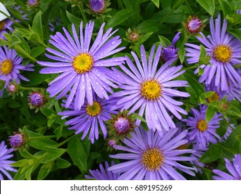 Aster Frikartii Monch