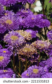 Aster With The Fusarium Wilt Disease