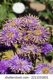 Aster With The Fusarium Wilt Disease