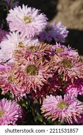 Aster With The Fusarium Wilt Disease