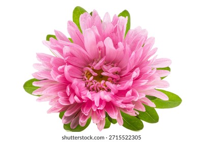 Aster isolated on white background