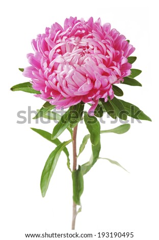 Aster isolated on white background