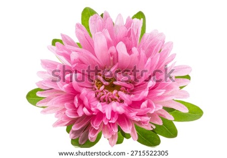 Aster isolated on white background