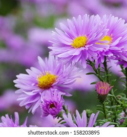 Aster Novi Belgii 