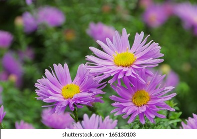 Aster Novi Belgii 