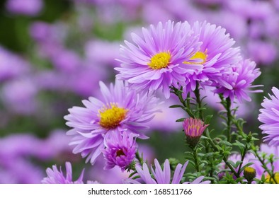 Aster Novi Belgii 