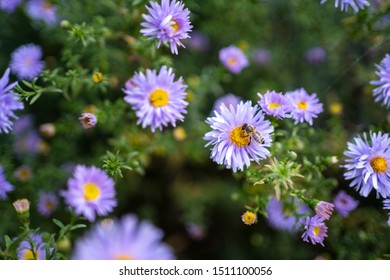 Aster Novi Belgii New York Aster With Bee