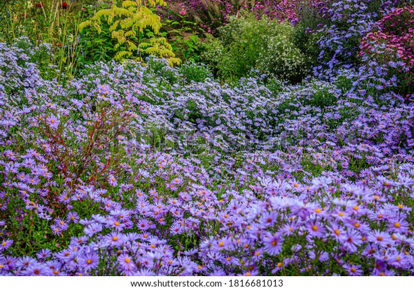 ドイツの公園にノビベルギーの ブルーラグーン が咲きます 秋の背景に青いアスターの花 ブルーミカエルマスデイジーブルーム の写真素材 今すぐ編集