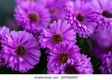 Aster Symphyotrichum Novi-belgii Violet Flowers In Early Autumn Cottage Garden