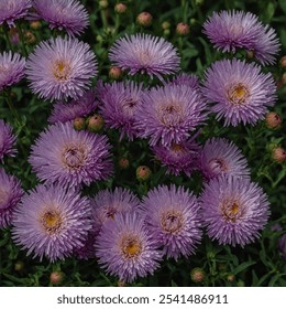 Aster is a vibrant, colorful flower with daisy-like petals, symbolizing love, wisdom, and elegance. It blooms in late summer to fall, adding beauty to gardens. - Powered by Shutterstock