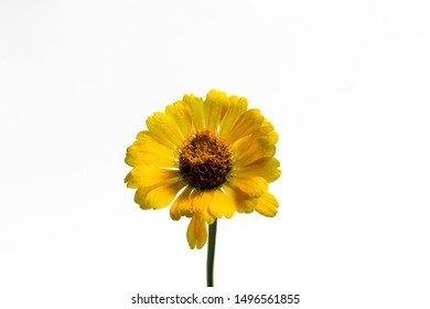 Download 6000+ Wallpaper Bunga Aster Putih Paling Baru Download 6000+ Wallpaper Bunga Aster Putih Paling Baru