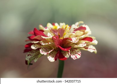 Asteraceae Flower Zinnia Elegant Peppermint Stick Mix