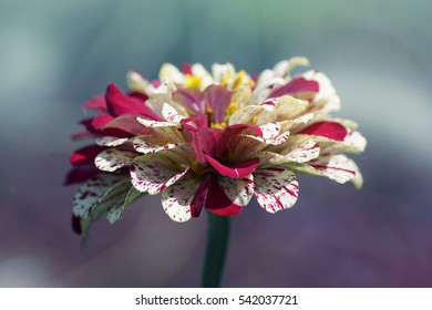 Asteraceae Flower Zinnia Elegant Peppermint Stick Mix