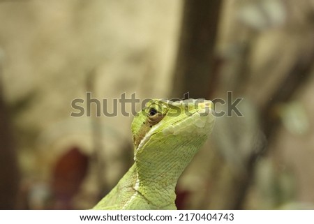 Image, Stock Photo earth lion Detail