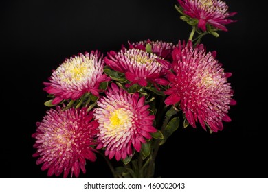 asters on a black background