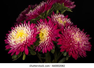 asters on a black background