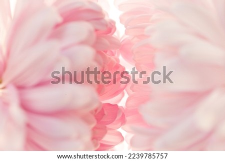 Asters petals texture.Floral delicate wallpaper.Beautiful Floral background in pale pink and white colors. blooming Flowers macro isolated