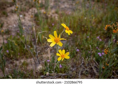 Asters Showing Off In Carrizo Plain